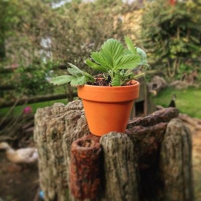 10 Mini Terracotta Plant Pots 6.8cm diameter