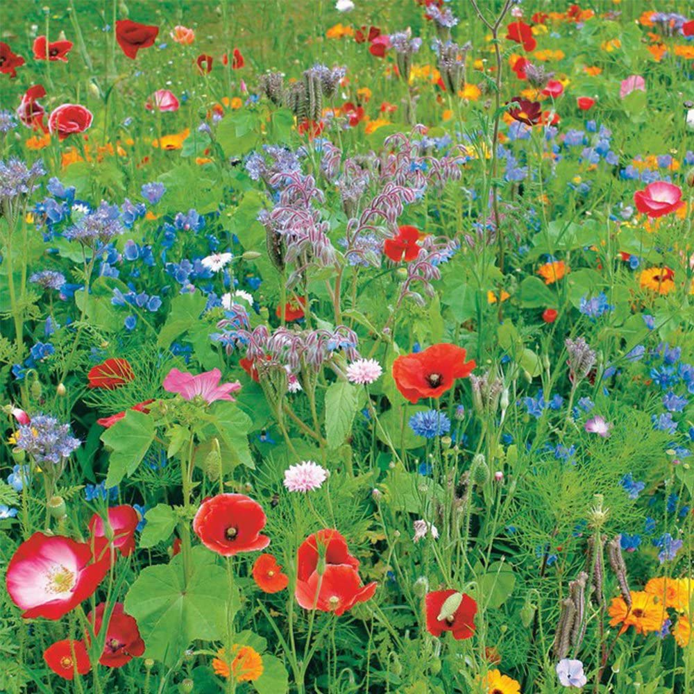 LiveMoor Wildflower Meadow Seeds - Help Save the UK Bee Population