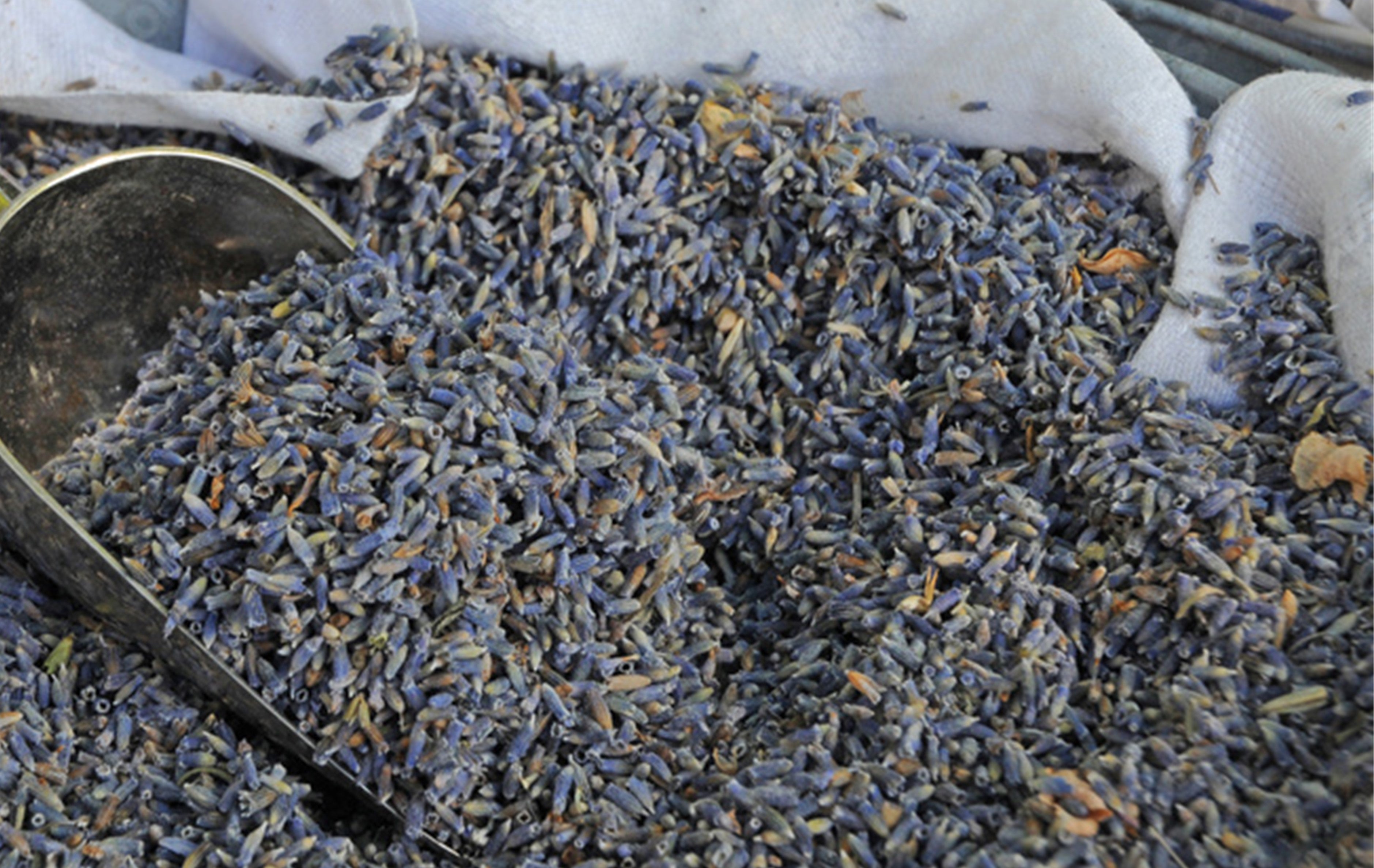 Dried Lavender Flowers - Naturally Fragrant - Various Sizes