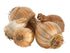 Mixed Daffodil Bulbs - Mixed Varieties - Various Quantities